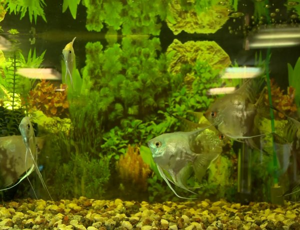 Állati Zoona – Hogyan rendezzünk be egy édesvízi akváriumot? 