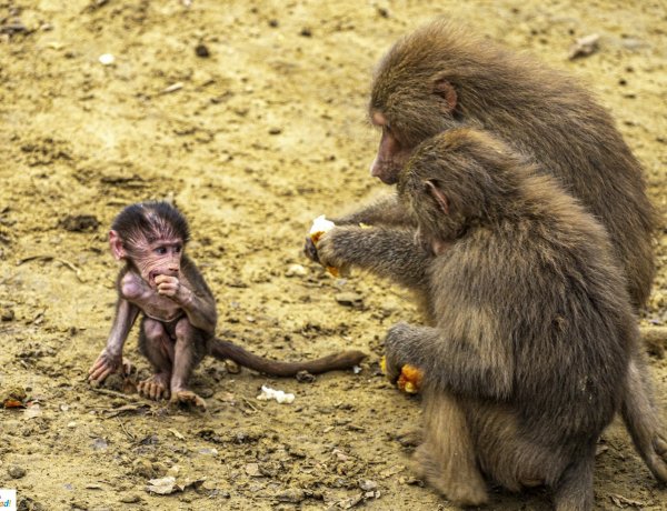 Őszi séta az Nyíregyházi Állatparkban - Ha igazán aranyos képeket nézegetne...