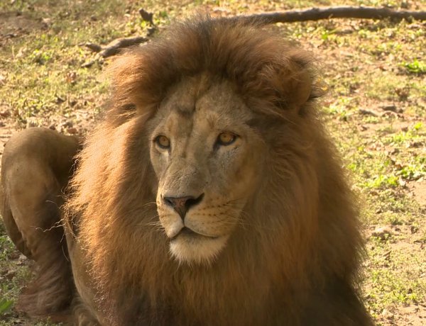 Állati Zoona – Állati különbségek után kutatott a Nyíregyházi Televízió stábja