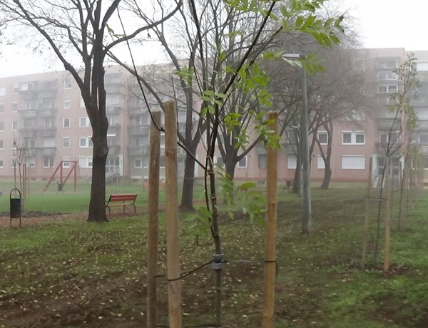 Folytatódott a faültetés – 22 facsemete díszíti a Sarló utcai játszóteret