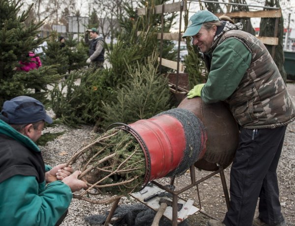 Nem drágulnak a karácsonyfának szánt fenyők, sőt a nordmann olcsóbb lehet