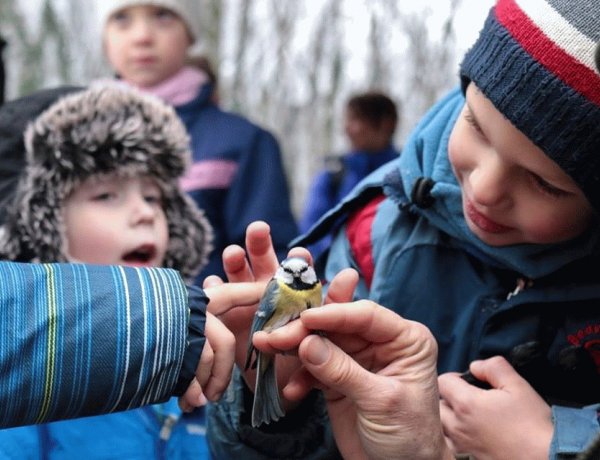 Madárkalács-készítés és madárgyűrűzés? Újra lesz Madárkarácsony a Sóstói-erdőben!