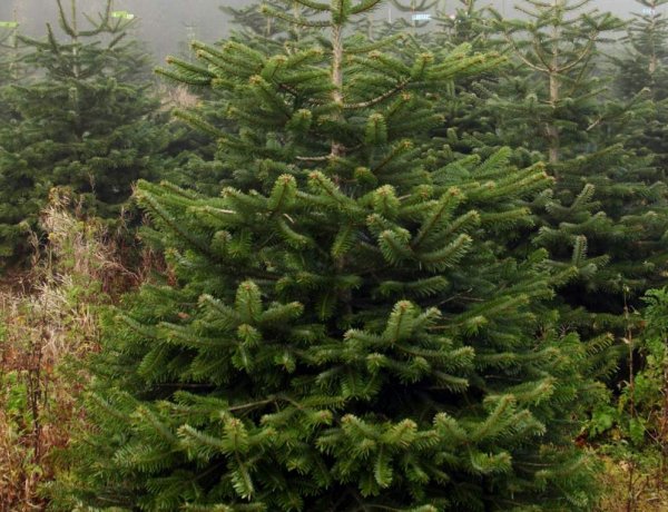 Megvette már a fenyőfát? Alternatívákat, tippeket összegzünk, klikkeljen!