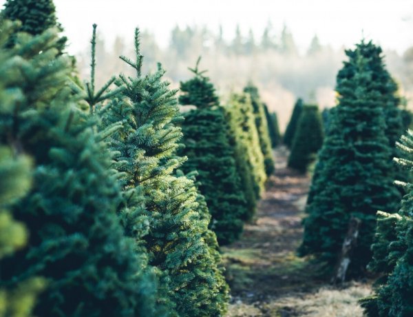 Idén az ezüstfenyő a népszerű a kereskedők szerint – Kezdődik a roham a fákért!