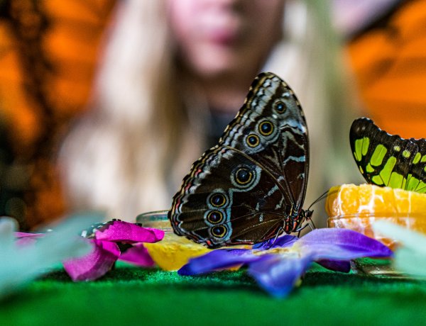 A Nyíregyházi Állatpark Zöld piramisában karácsonyi meglepetések várják a gyerekeket
