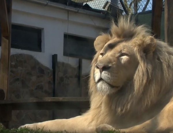 Közel 600 ezer látogatója volt városunk legismertebb turisztikai attrakciójának