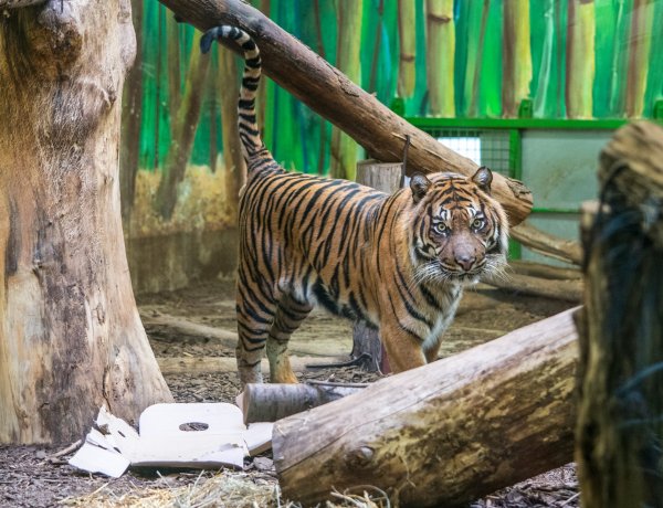 Óriási érdeklődéssel zajlott a Nyíregyházi Állatpark karácsonyi családi napja!
