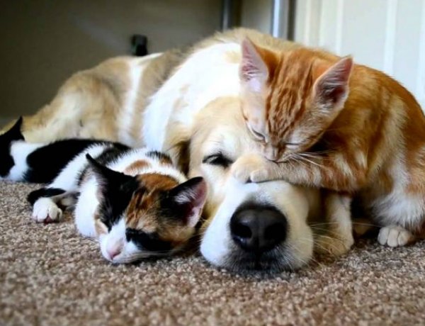 Előzzük meg a petárdabaleseteket - PetárdaSTOP-ot kérnek az állatvédők Szilveszterre