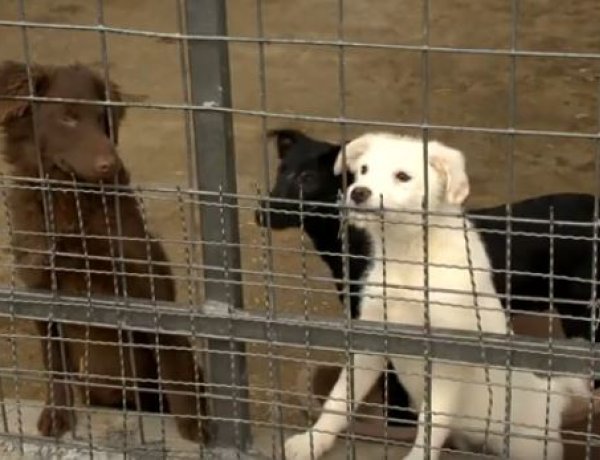 Szilveszterkor 24 órás ügyeletet tartanak az Állatbarát Alapítvány munkatársai