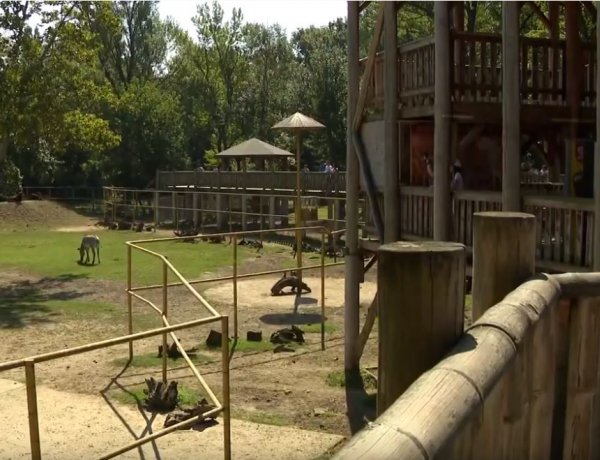 A Nyíregyházi Állatparkban a 2019-es esztendőben több, mint kétszáz apróság született