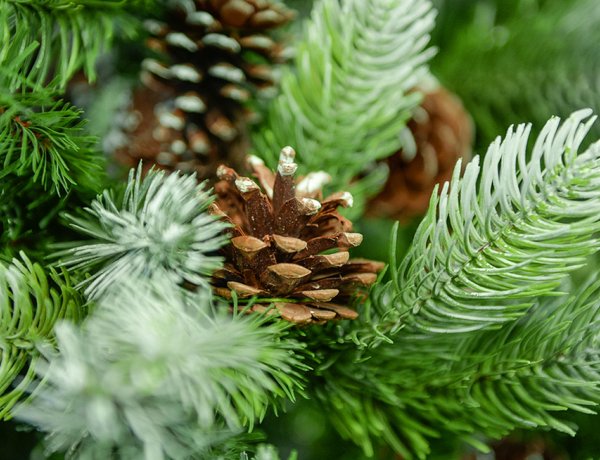 Hagyományos vagy műfenyő? - A nyíregyháziak inkább a hagyományos fenyőt kedvelik