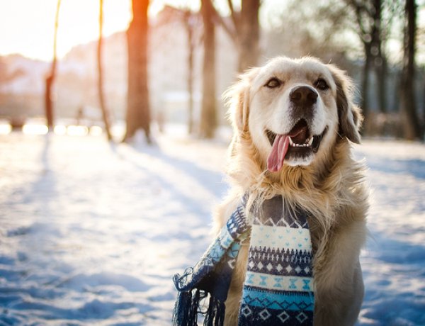 A téli hónapokban különösen nagy figyelmet kell fordítanunk négylábú kedvenceinkre
