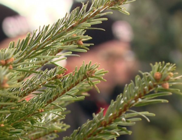 Karácsonyfáért ajándék – Idén is megszervezik a karácsonyfagyűjtő akciót Nyíregyházán