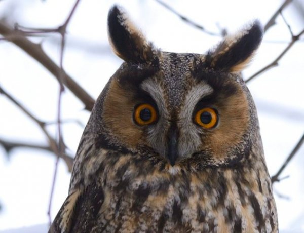 Íme az év madara és hüllője: az erdei fülesbagoly és a keresztes vipera nyert a szavazáson