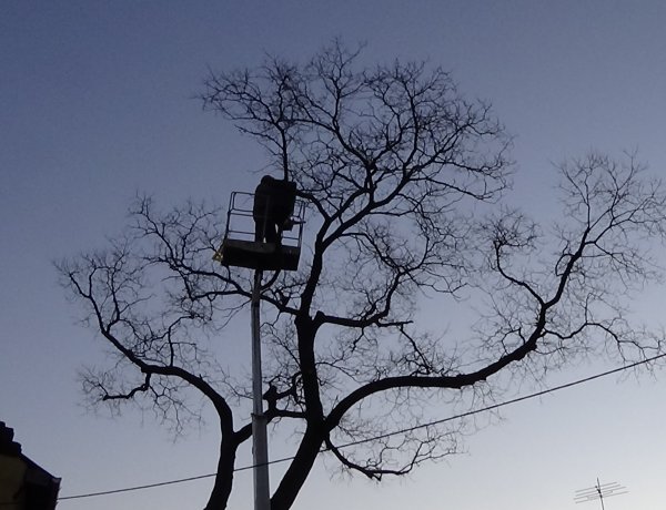 Favágási munkálatokat végeztek a NYÍRVV munkatársai a Vécsey utcán