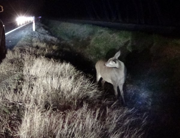 Őzet gázoltak Nyírpazonynál, az állat megsérült, de túlélte az ütközést
