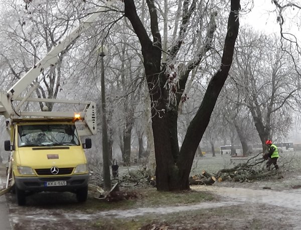 Így távolítják el a veszélyes, széthasadt fákat a NYÍRVV munkatársai – A tél sem akadály!