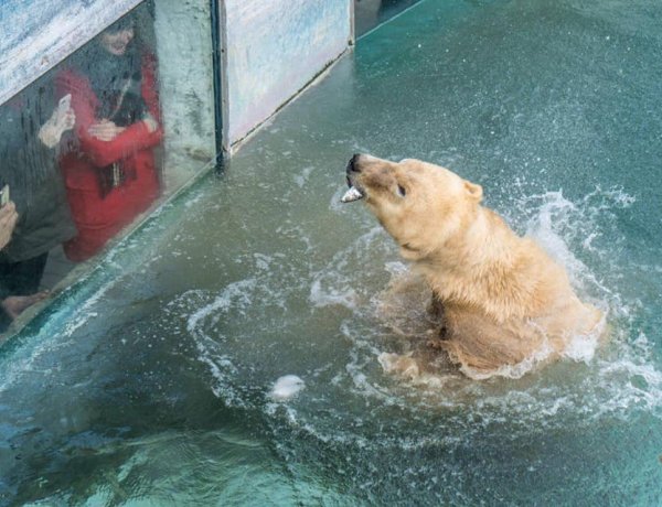 Imádják a telet a Nyíregyházi Állatpark jegesmedvéi – A nap videója!