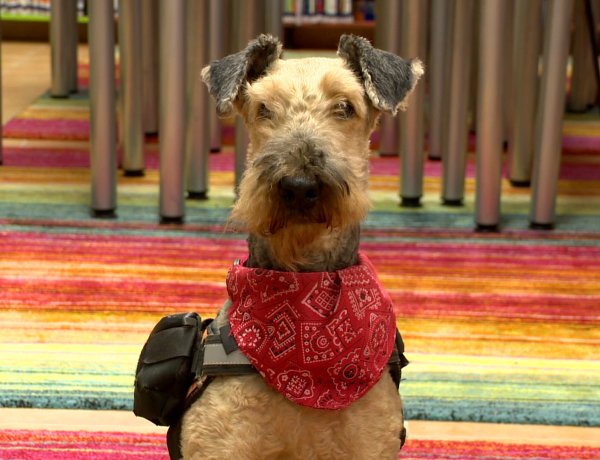 A Nyíregyházi Televízió Állati Zoona című műsorában Izzi, a csodakutya