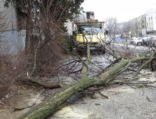 Balesetveszélyes fákat vágtak ki a NYÍRVV munkatársai a Kossuth utcán