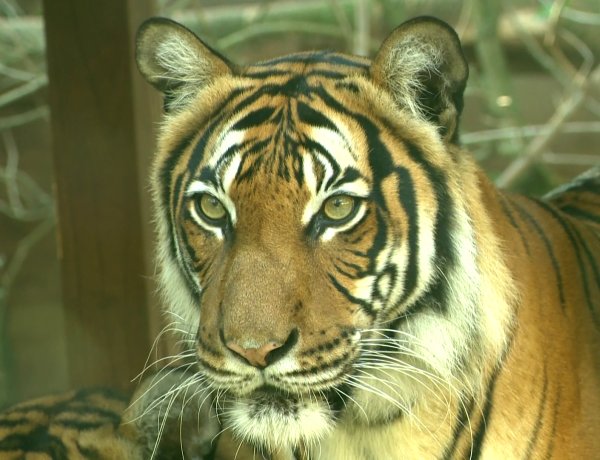 Állati Zoona: Az állatkertek egyes veszélyeztetett állatfajok utolsó menedékei