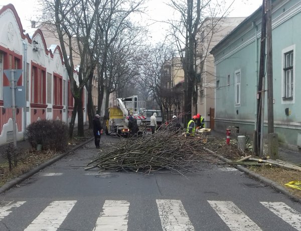 Favágási munkálatokat végeznek kedden a NYÍRVV munkatársai a Deák Ferenc  utcán