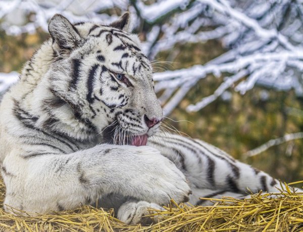 A téli hónapokban is maradandó élményt nyújt a Nyíregyházi Állatpark! 