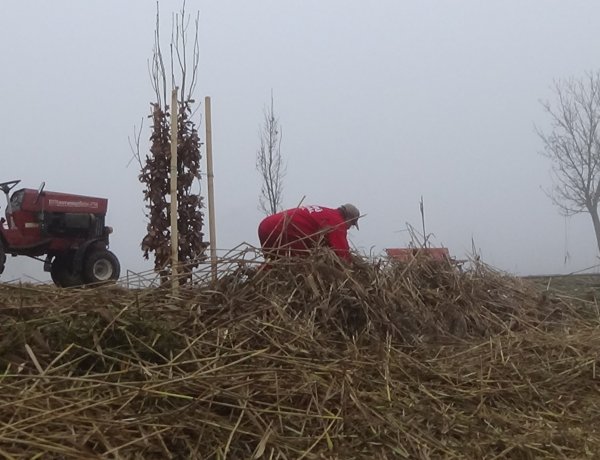 Elkezdődtek a nádvágási munkálatok a Bujtosi Városligetben – Hétfőtől folytatják a munkát!