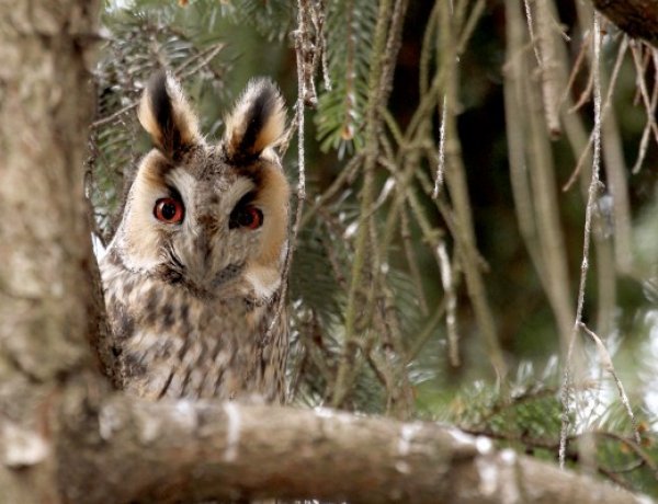 Az erdei fülesbagoly lett idén az év madara – Nyíregyházán is több helyszínen feltűnnek!