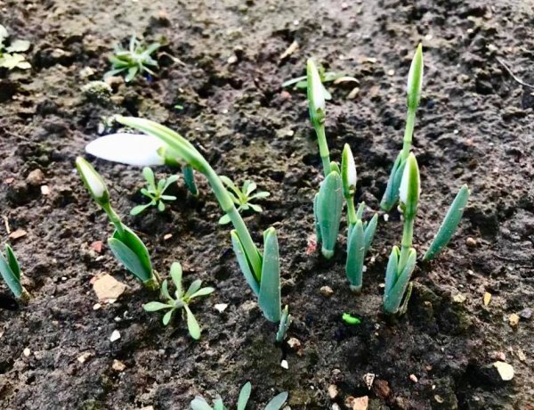 Olvasói fotók – Idén már januárban kibújtak a tavasz hírnökei Nyíregyháza közelében