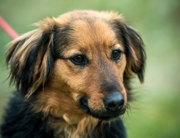 Többszörös a túljelentkezés – Felfüggesztik az ivartalanítási programra való jelentkezést