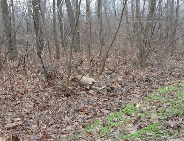 Vadgázolás a Sóstói úton – A tettes elhagyta a helyszínt, nem jelentette az esetet