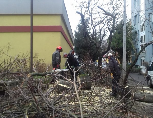 Favágási munkálatokat végeztek hétfőn a NYÍRVV munkatársai a Szarvas utcán 