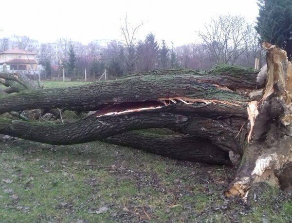 Hatalmas fa dőlt ki a Bujtosi Városligetben, egy kutyafuttató értesítette a városgondnokot