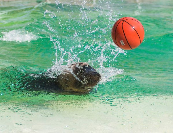 Péntekig még várja a látogatók kedvenc fotóit a Nyíregyházi Állatpark