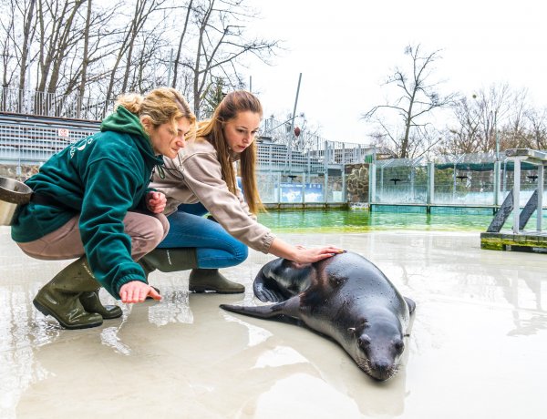 Így vizsgálják a Nyíregyházi Állatpark oroszlánfókáit – Videón a legjobb pillanatok!