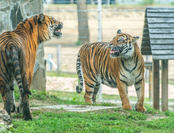 Állati udvarlás: humoros videóval várják a Valentin-napot a Nyíregyházi Állatpark dolgozói