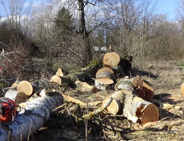 Fokozott figyelemmel közlekedjenek az Orosi úton, favágási munkálatok zajlanak