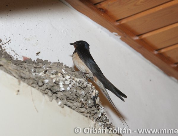 A tavasz kiemelt fecskevédelmi időszak – A lakosság és az önkormányzatok szerepe nagy!