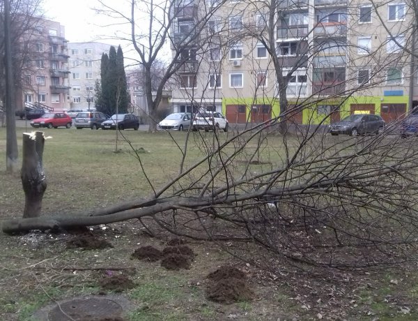 Örökösföldön rongáltak fákat, facsemetéket – Keresik az ismeretlen tetteseket