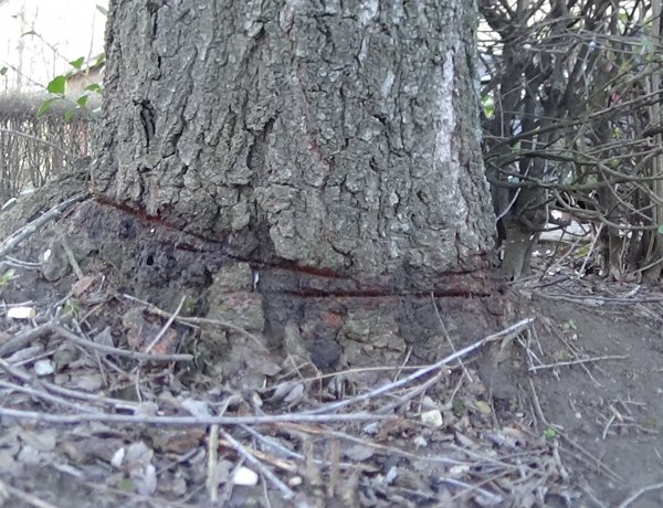 Újabb közterületen lévő fát rongáltak meg, ezúttal a Bujtos utcán