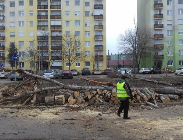 Harmadik alkalommal, de sikerült a Toldi úti fák kivágása – Délutánra befejezik a munkákat