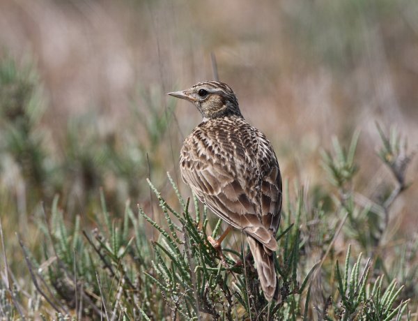 Időjóslás – Daloltak a mezei pacsirták, hamarosan beköszönt a tavasz