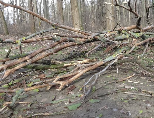 Erdei tanösvényre dőlt ki csütörtökön egy kiszáradt fa a Sóstói-erdőben