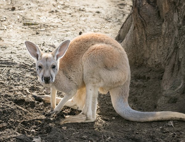 Zsebibabák minden mennyiségben – Már láthatók a Nyíregyházi Állatpark kenguru bébijei!