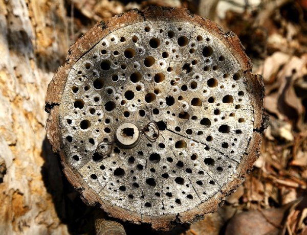 Február végén érdemes elkészíteni és kihelyezni a méhecskehoteleket