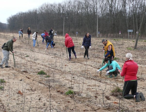 Idén is önkéntes faültetéseket szerveznek a Sóstói-erdőben – A részletekért kattintson!