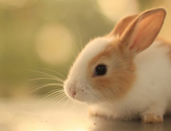 Nyuszitartás felsőfokon – Hasznos tanácsok a Nyíregyházi Állatkórháztól az Állati Zoonában