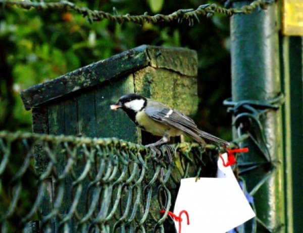 Magyar Madártani Egyesület – Mit tehetünk a postaládánkba költöző széncinegék ügyében?