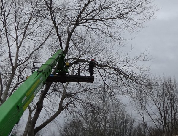 A Szegfű utcán forgalomkorlátozás mellett favágási munkálatokat végez a NYÍRVV